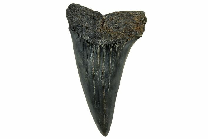 Fossil Mako Tooth - Lee Creek (Aurora), NC #300578